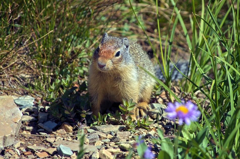 Columbia Ground Squirrel Rodent