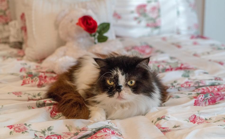 Unhappy cat on the bed