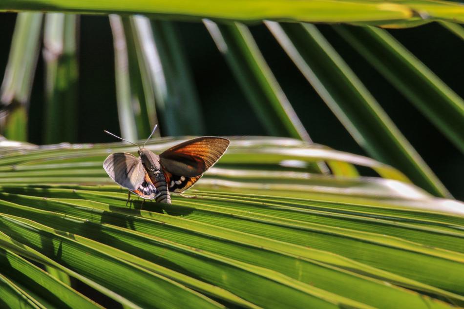 Butterfly Insect Nature
