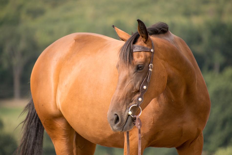 Horse Portrait Animal