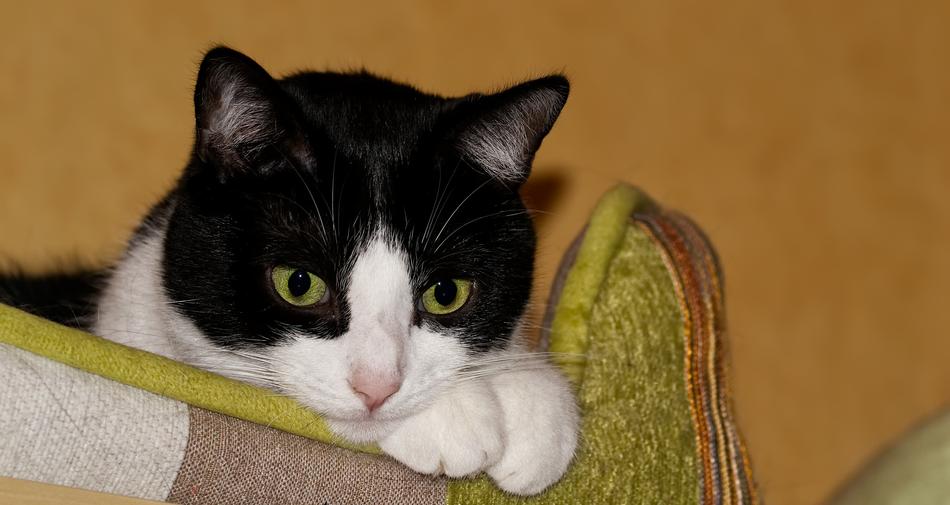 Cat Black White