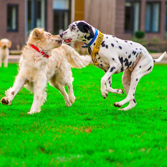 Golden Retriever Dalmatian Dog