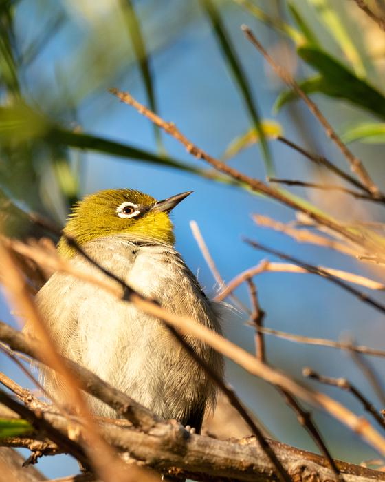 Cape White-Eye Bird Robin