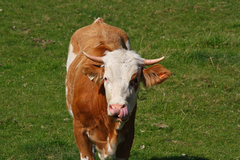 Cow Pasture Alm
