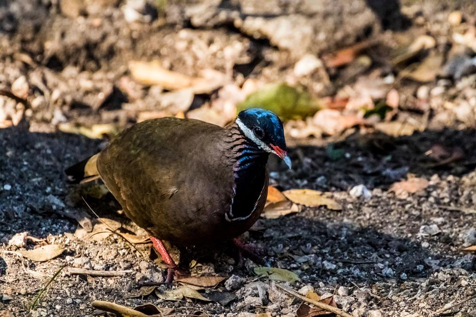 wild unusual bird