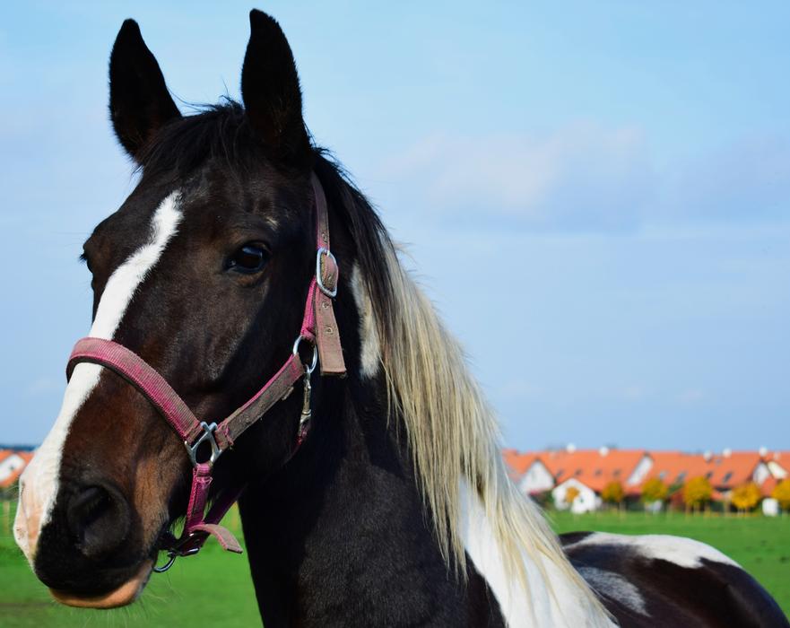 Horse Up Close Animal