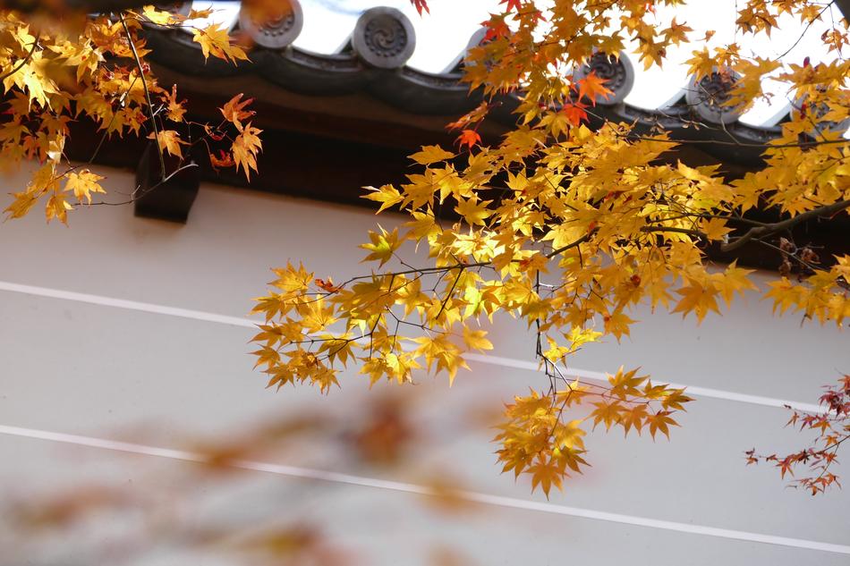 Kyoto Temple Fall Autumn