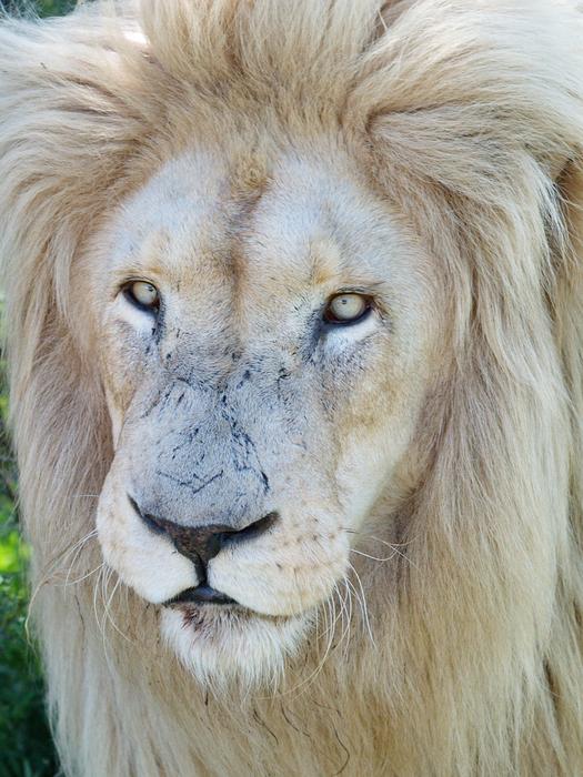 White Lion Male