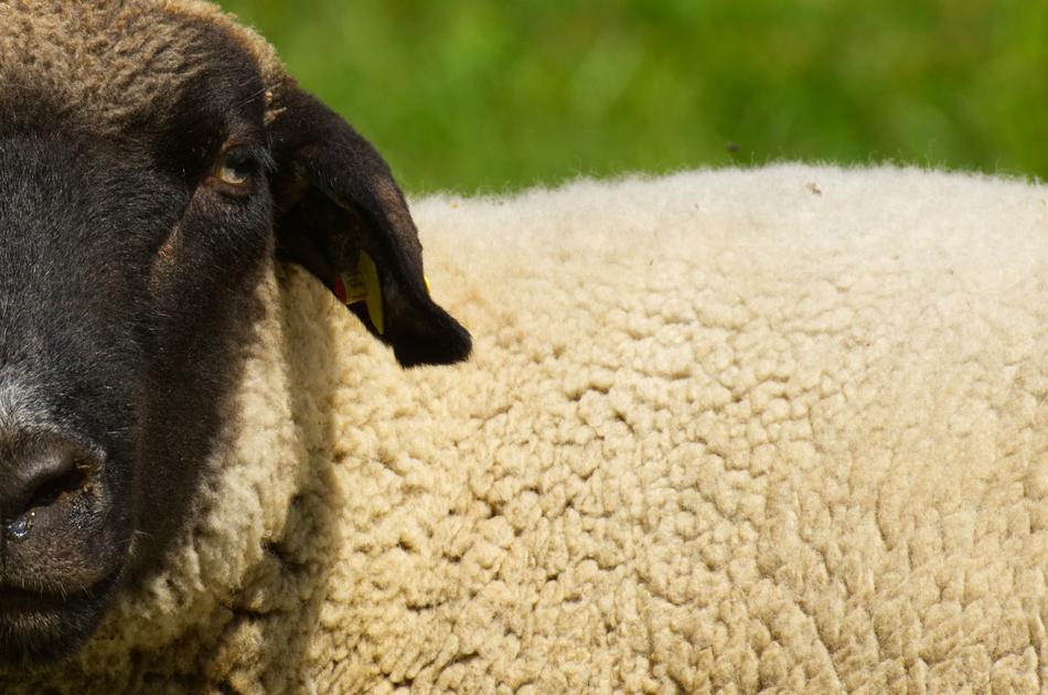Sheep Animal Curious