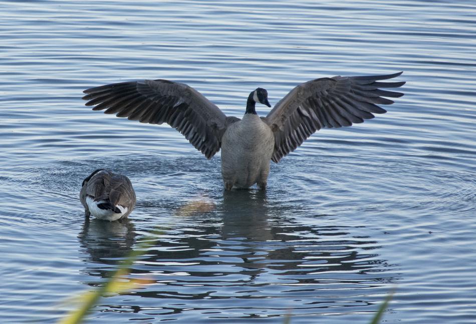 Geese Bird