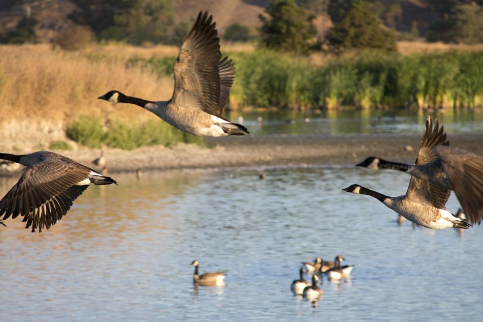 Geese Birds on pond
