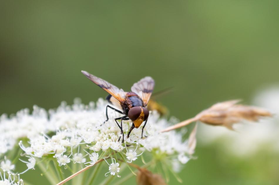 Hoverfly Insect Inflorescence