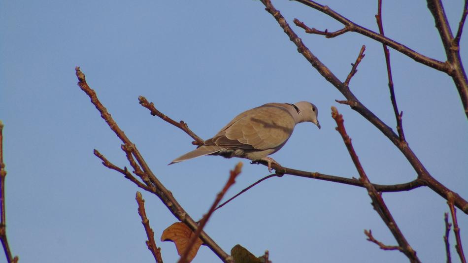 Single Bird Birds Tree