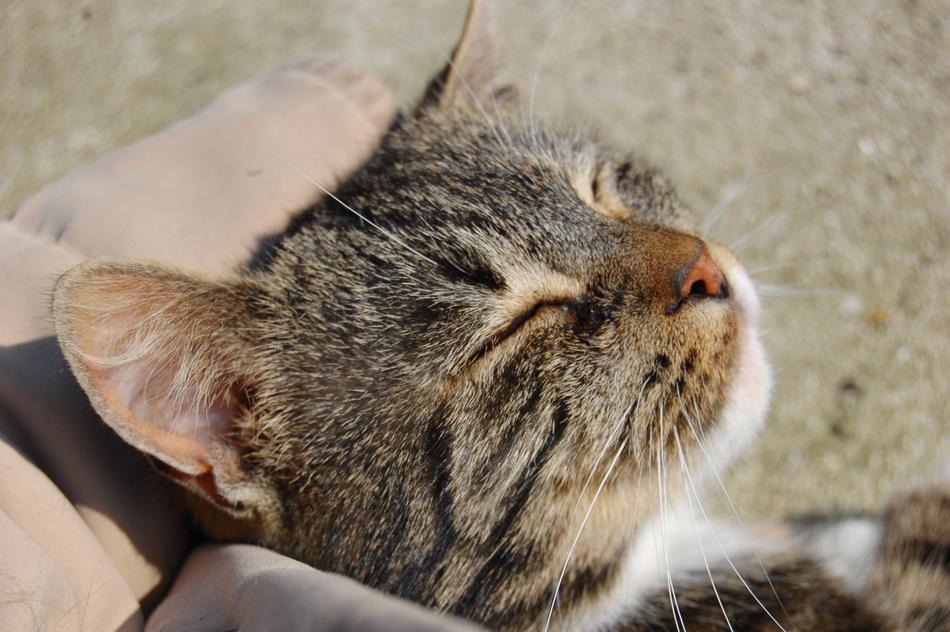 Cat Tabby Cute Good