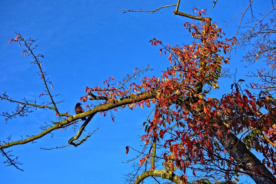 Bird Crow on Branch