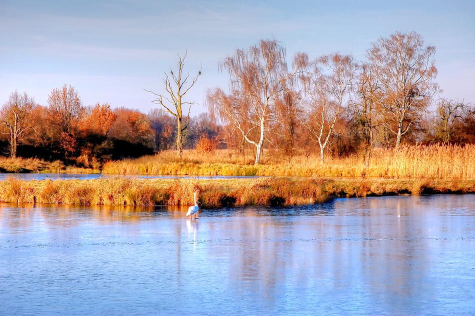Pond Swan Water