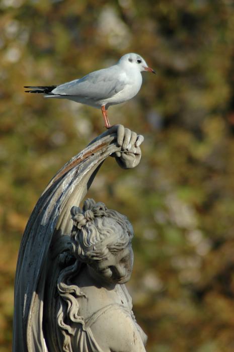 Seagull Bird Statue