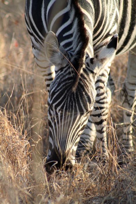 Mammal Animal Zebra