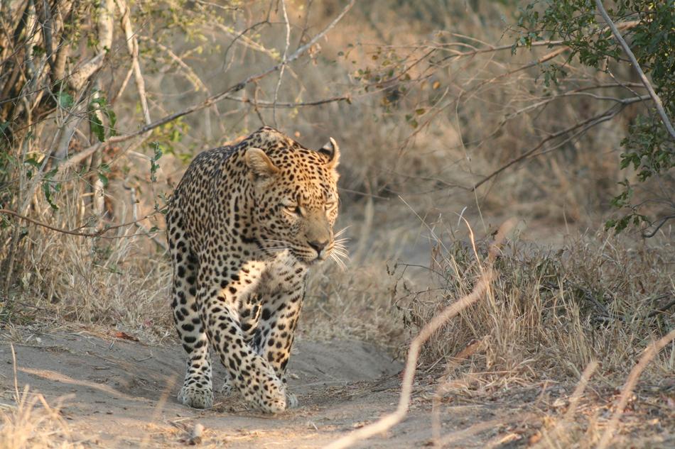 Mammal Animal Leopard