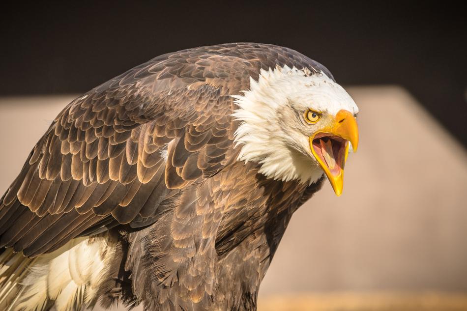 Wildlife Park Cleebronn Stromberg