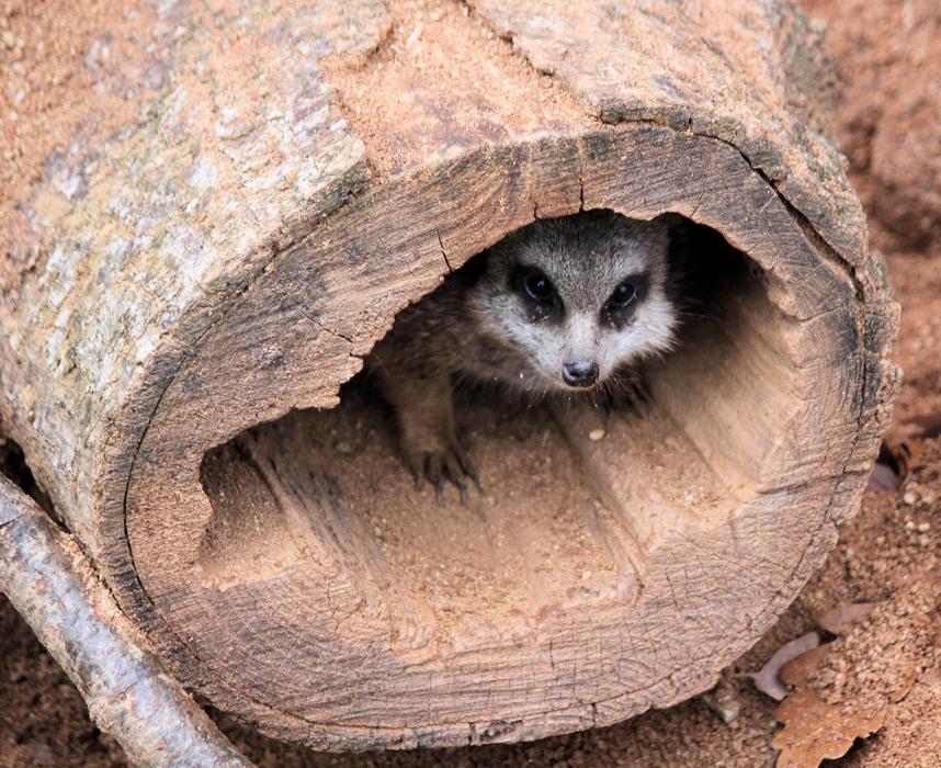 Meerkat Stash Nora