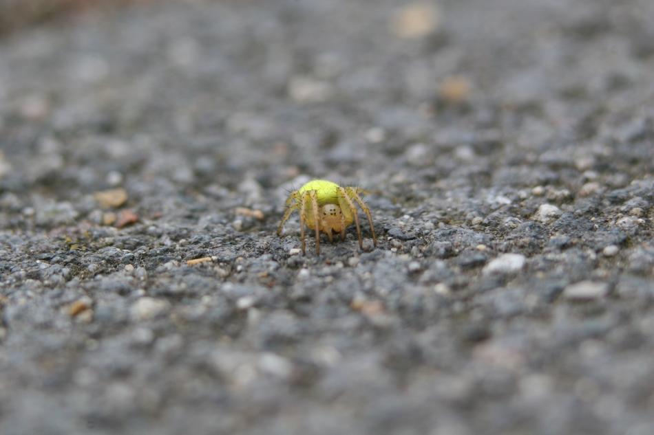 Spider Eight-Legged Insect