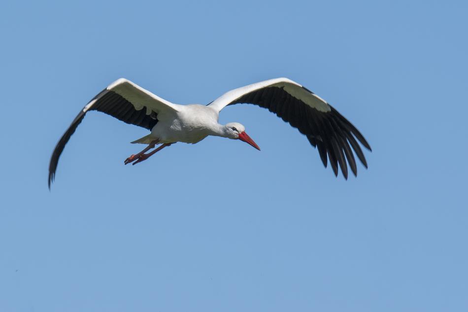 Stork Bird Wings