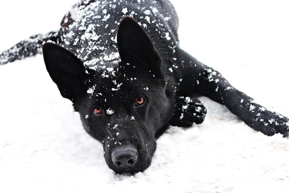 Black German Shepherd Dog Snowfall