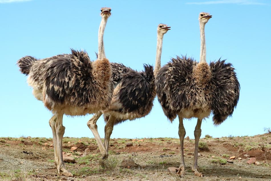 Bouquet Bird Strauss Flightless