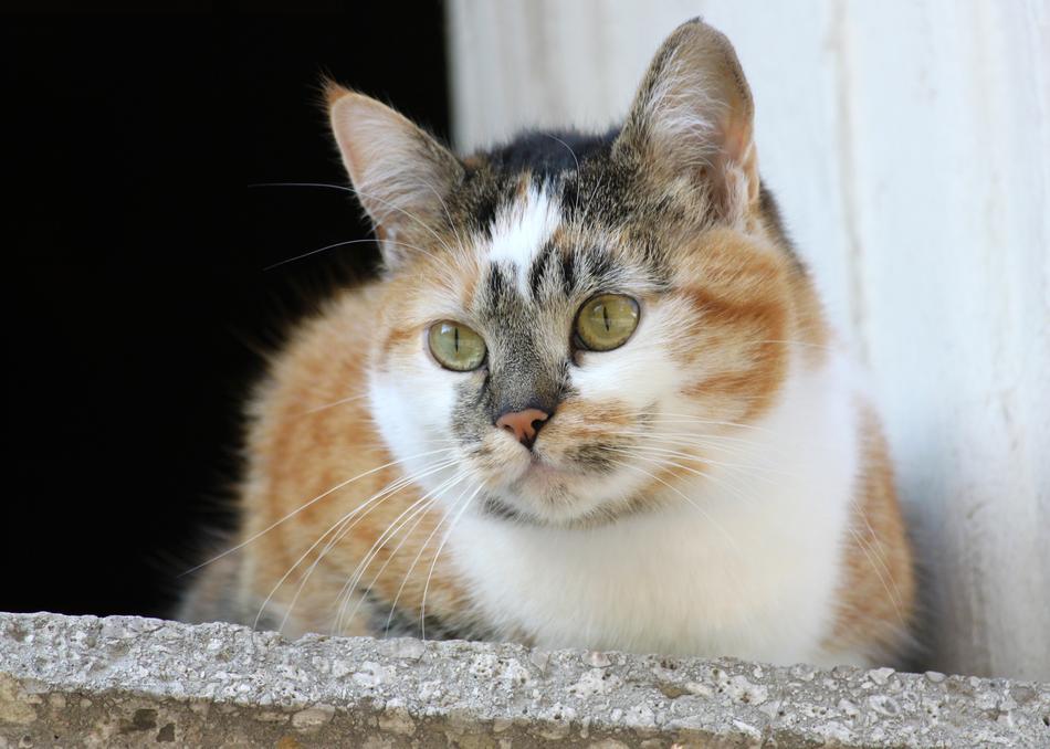Cat Window Sill Mackerel Domestic