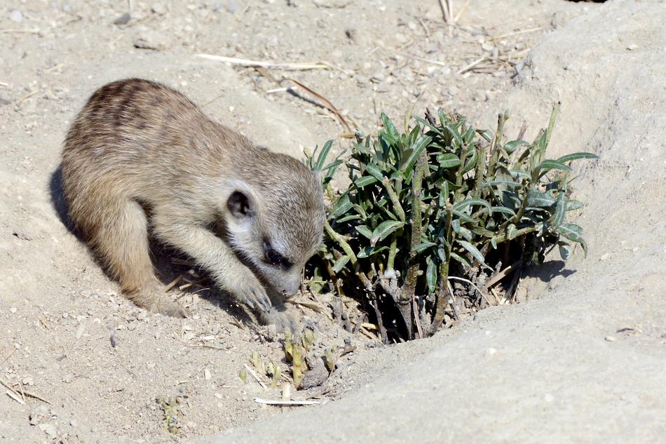 Meerkat Animal Small