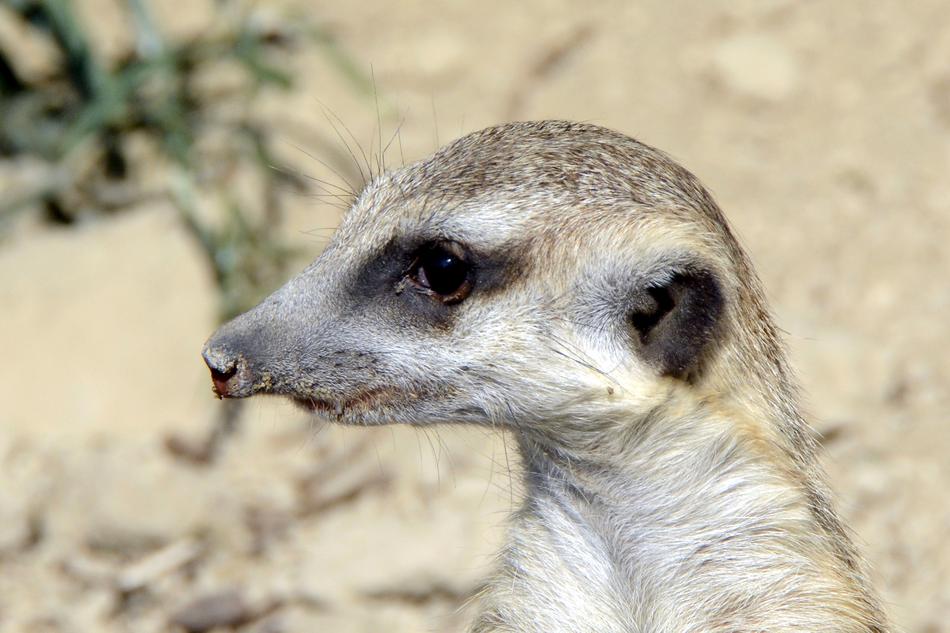 Meerkat Animal Cute