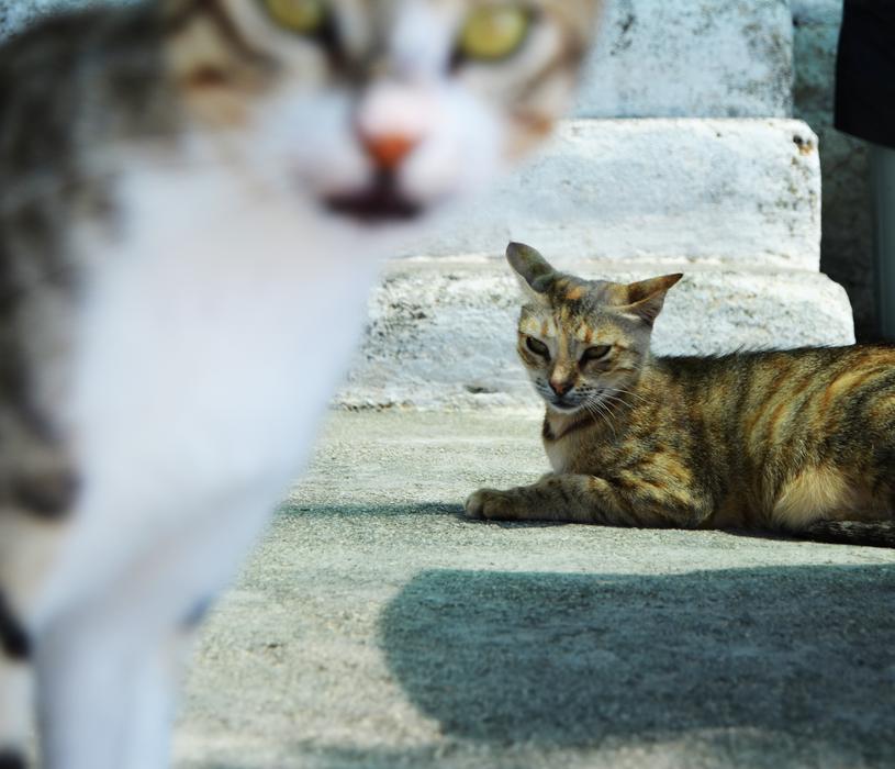 Cat Cats Naturale