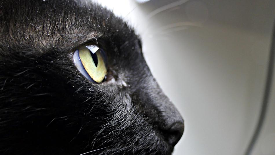 Black Cat Pet