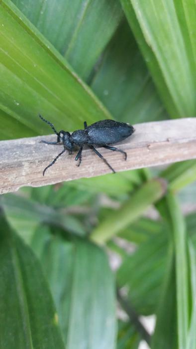 Insect Nature Invertebrate