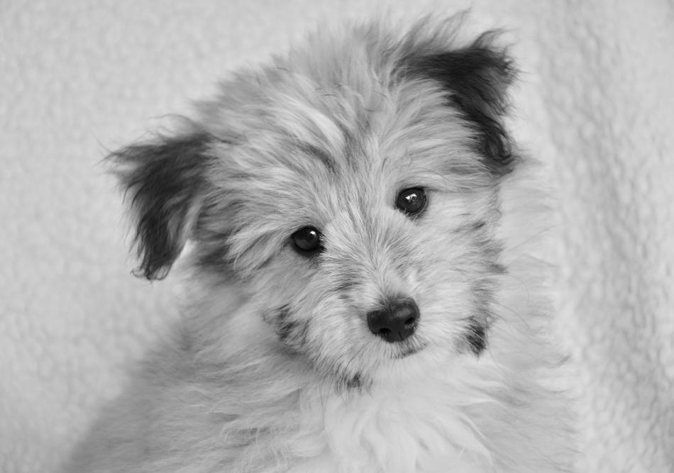 Dog Puppy Small