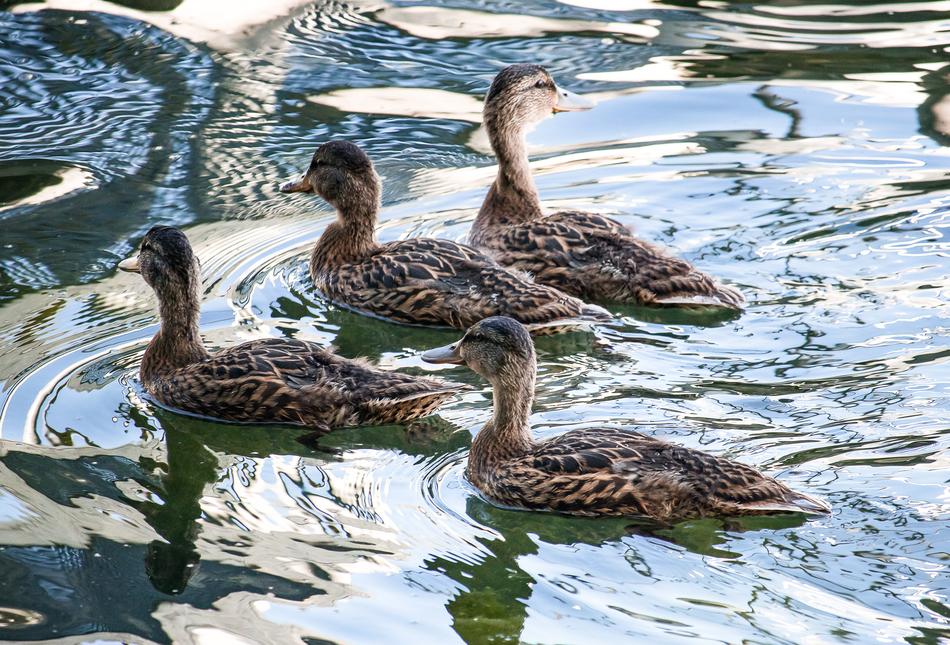 Mallard Young Animals Animal Water