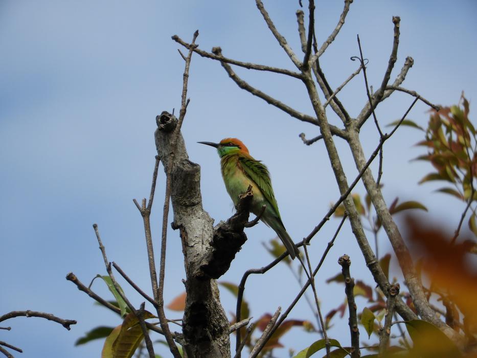 a small bird on a tree trunk