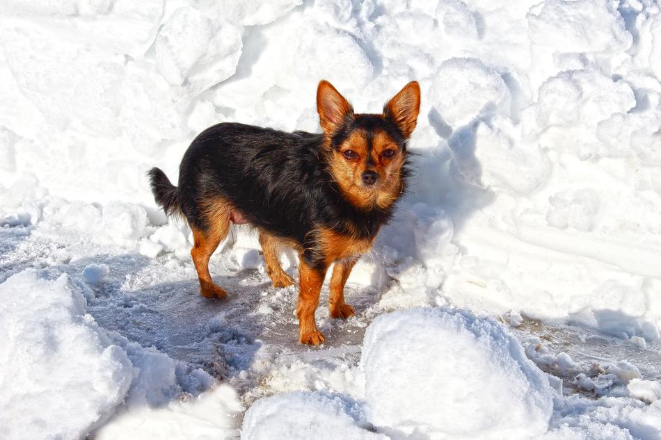 Dog Winter Snow