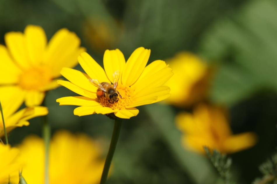 Insect Bee Flowers