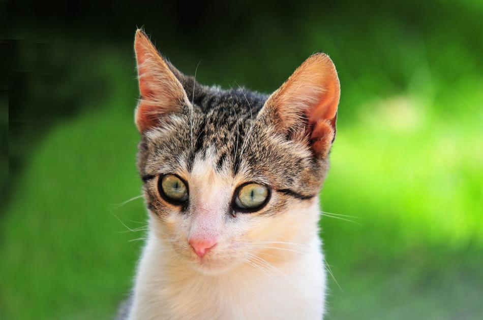beautiful cat with big eyes