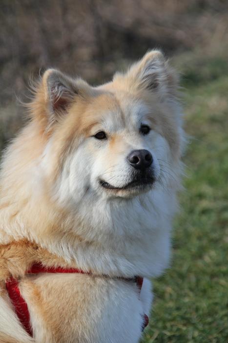 Eurasians Dog Pet