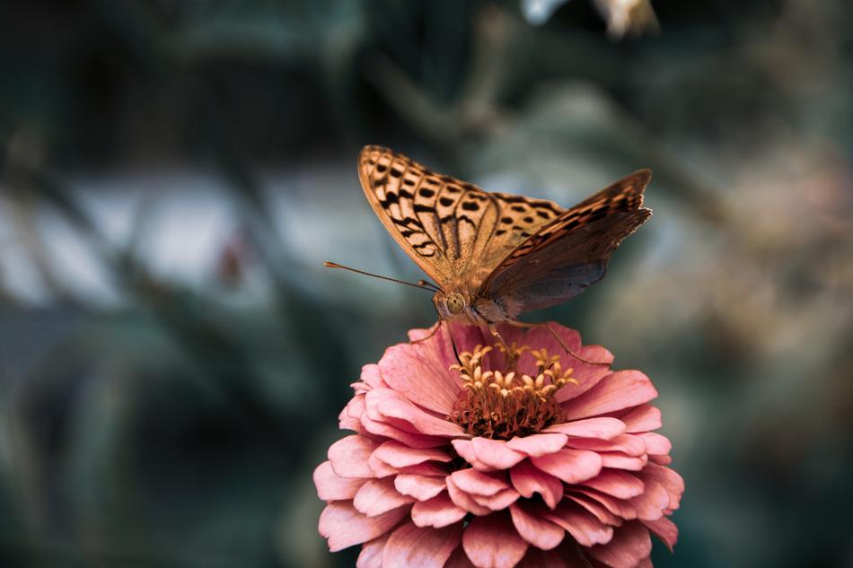Butterfly Insect Flower