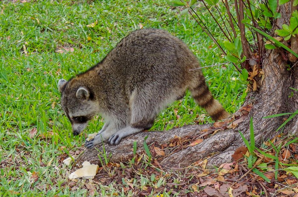 wild raccoon on the grass