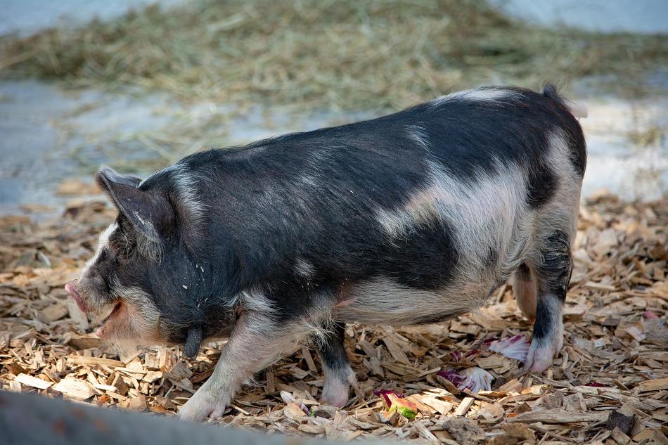 Pig Animal Spotted