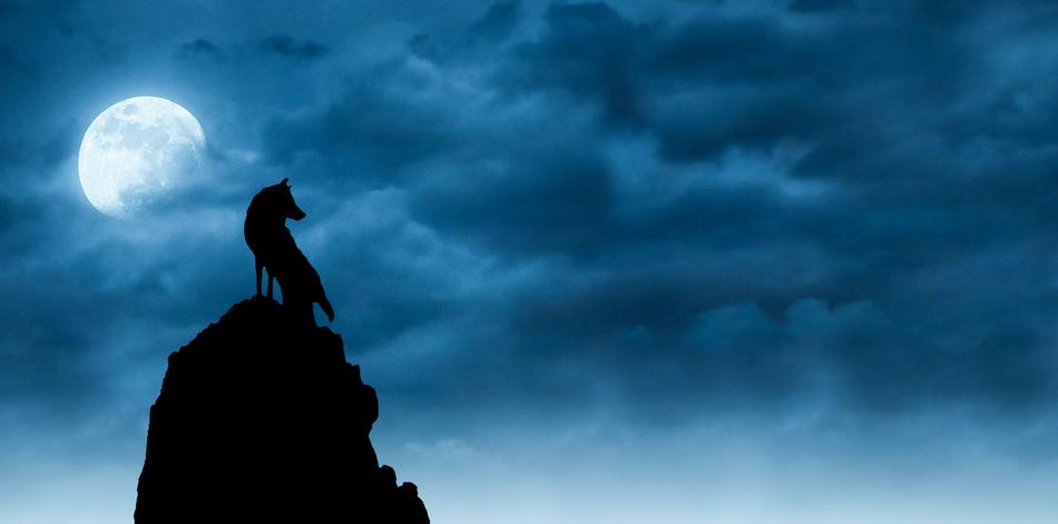 Wolf Wolves Moonlight