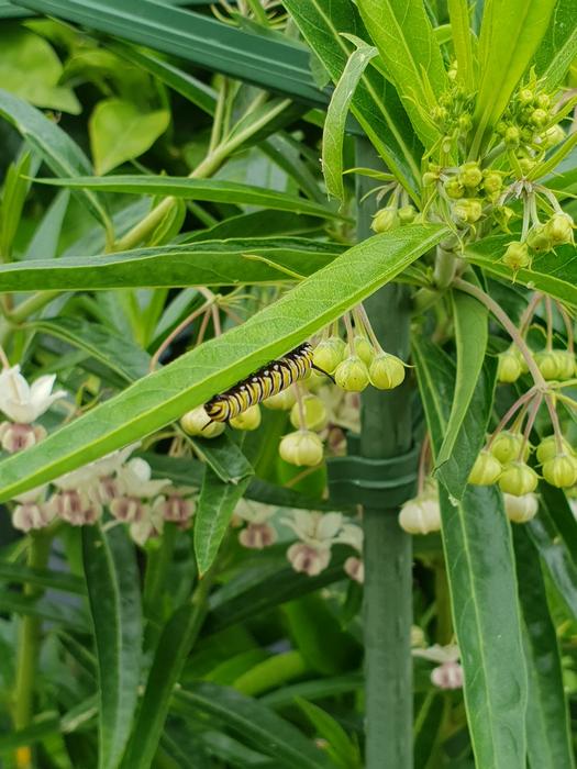 Caterpillar Monarch Butterfly Swan