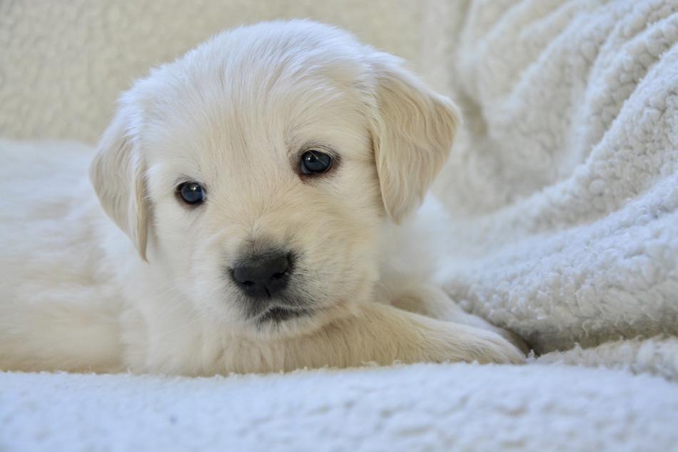 Dog Puppy Portrait Golden