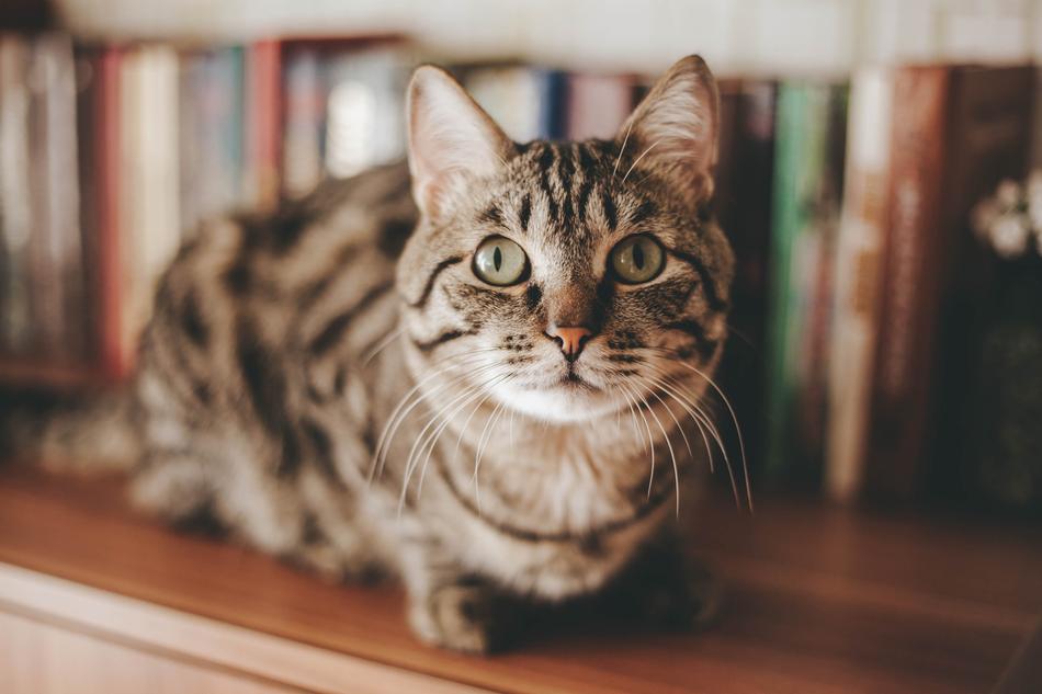 Cat Animal Kitten