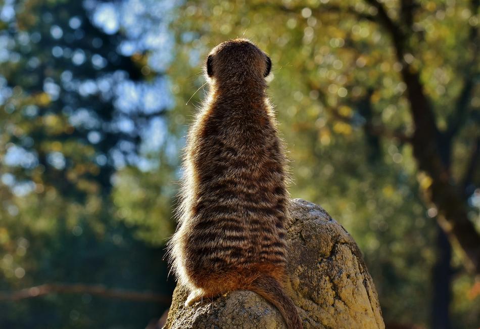 Meerkat Cute Curious